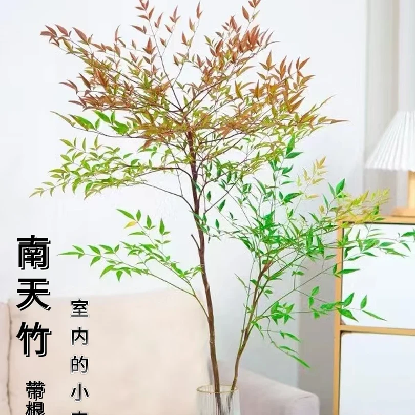 火焰南天竹水培土培易养绿植盆栽花卉室内室外客厅