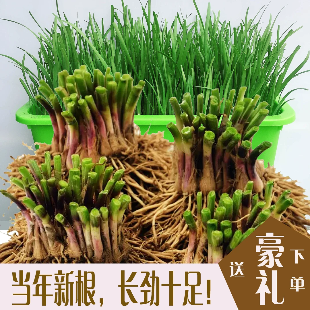 【现挖现发紫根韭菜韭菜根】四季栽种新手绿植盆栽家庭阳台小院种植