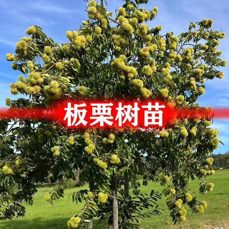 【直播选拍】 沂蒙山王中王特大板栗树苗嫁接板栗树
