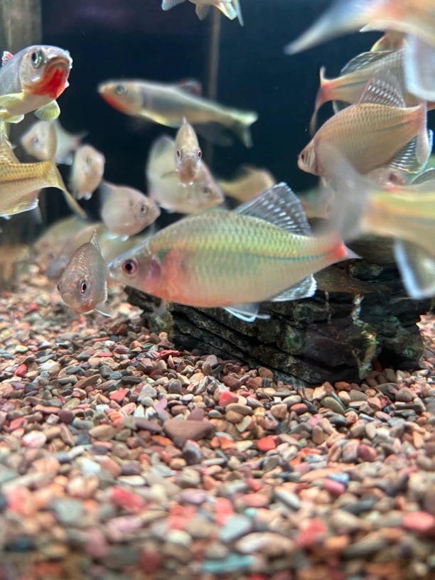 青鳞鱊观赏鱼冷水