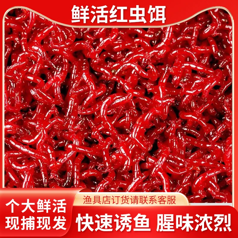 特大号鲜活红虫活饵喂鱼鲫鱼野钓饵料钓鱼营养鱼饵黑坑散炮