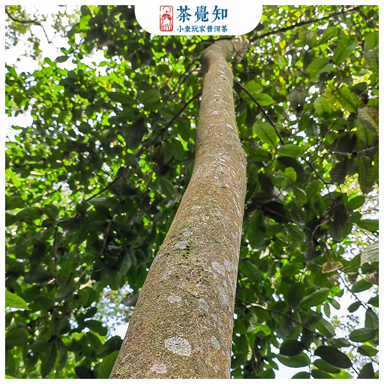 24年头春森林高杆7g*1颗