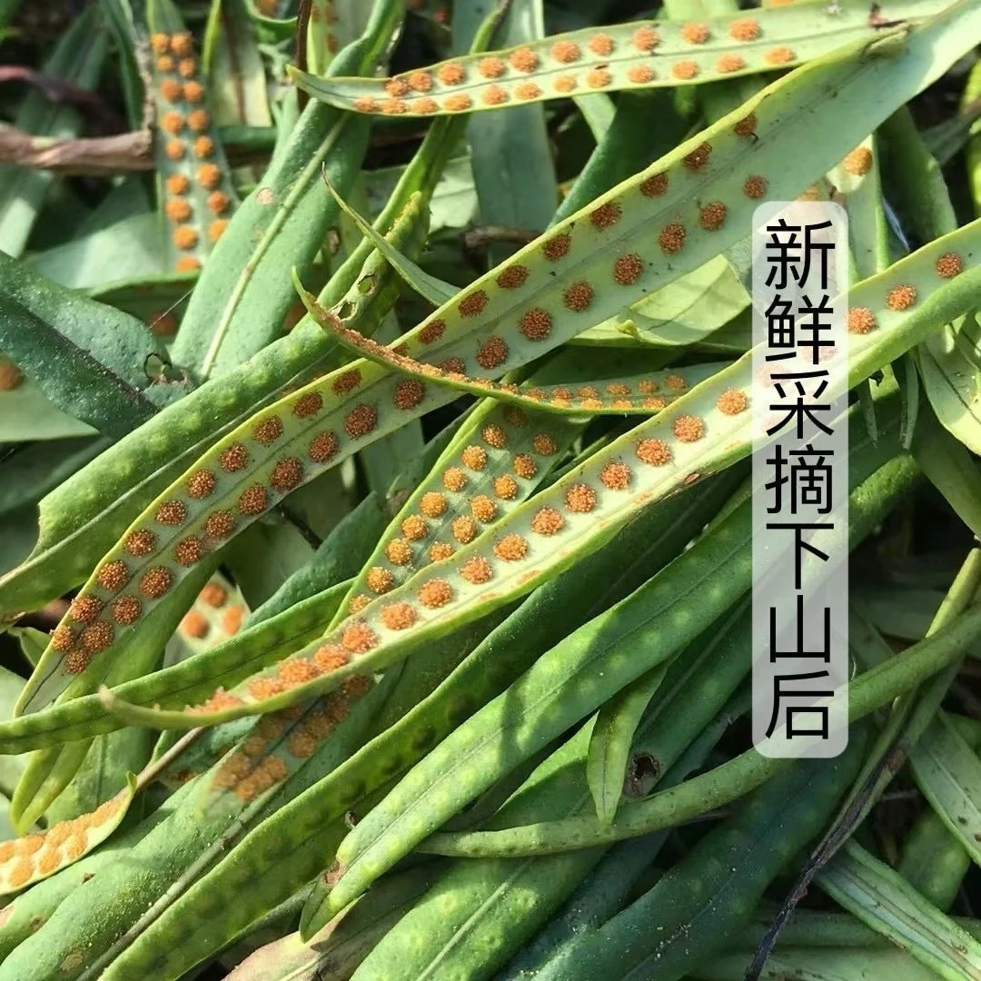 【糖醋排骨专属】长白山嗷嗷草 经草茶 黄金孢点草手工精选(非种植)