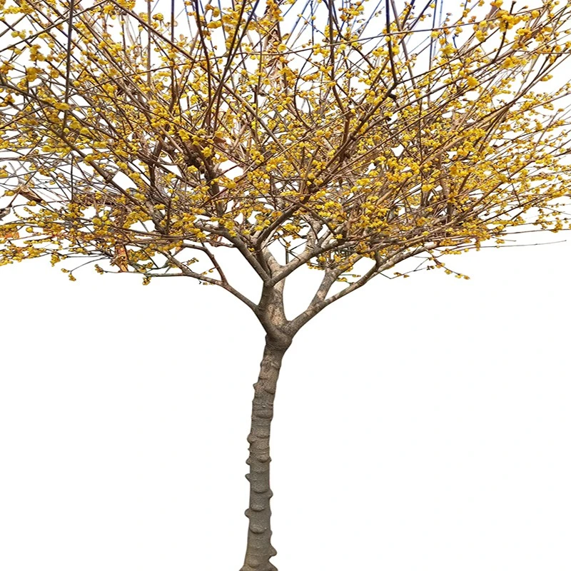 浓香型耐寒素心腊梅花树苗庭院地栽四季花卉植物俊霞腊梅姐姐基地