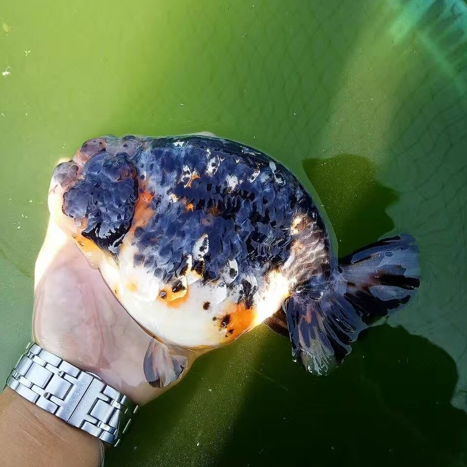 一物一拍浙江丽水鱼场兰寿泰狮子玛丽金鱼活体