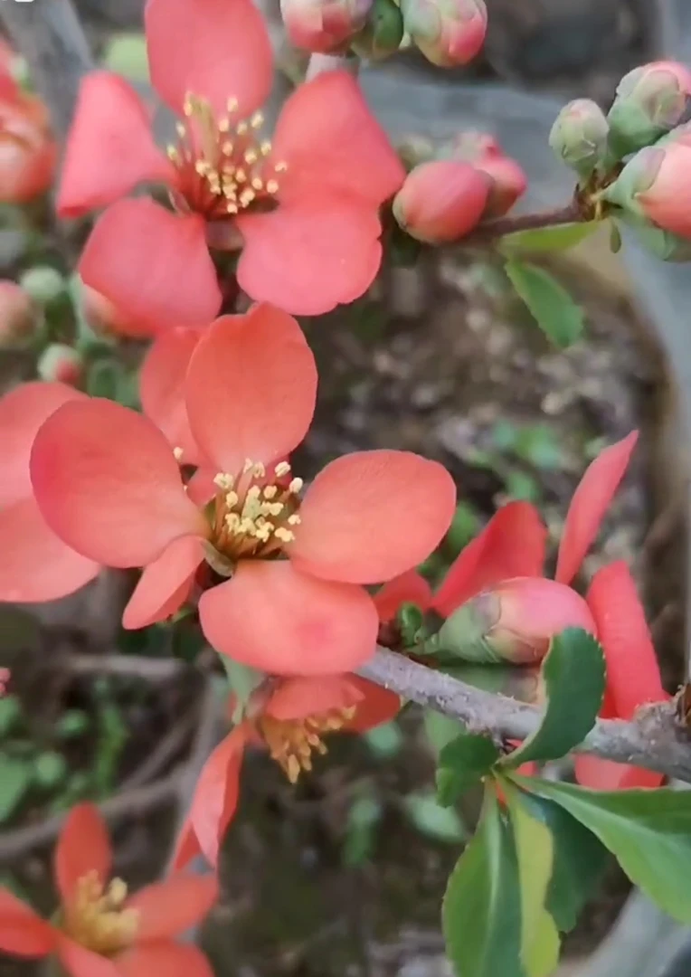 【原生海棠金盃】两年苗海棠