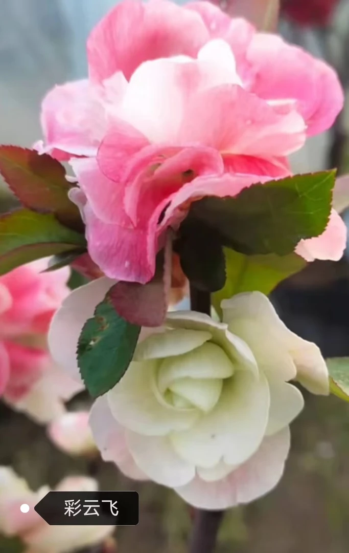 原生彩云飞海棠一年筷子苗