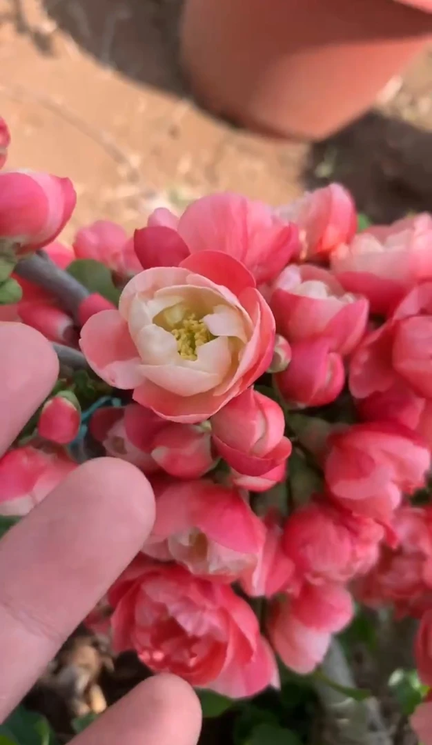 【雪之辉三年小桩】盆栽海棠花卉