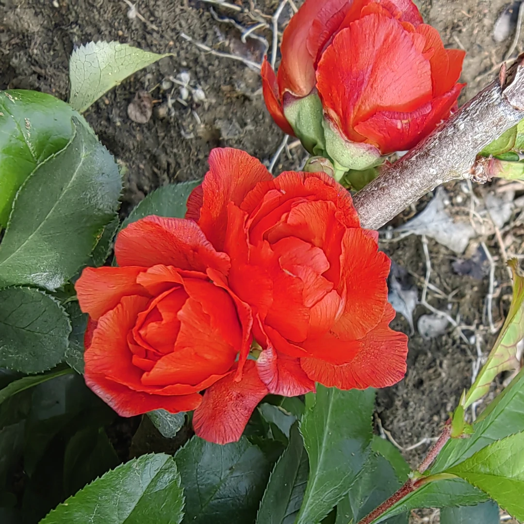 【原生海棠二代八重咲】大红八重咲海棠 两年苗福利