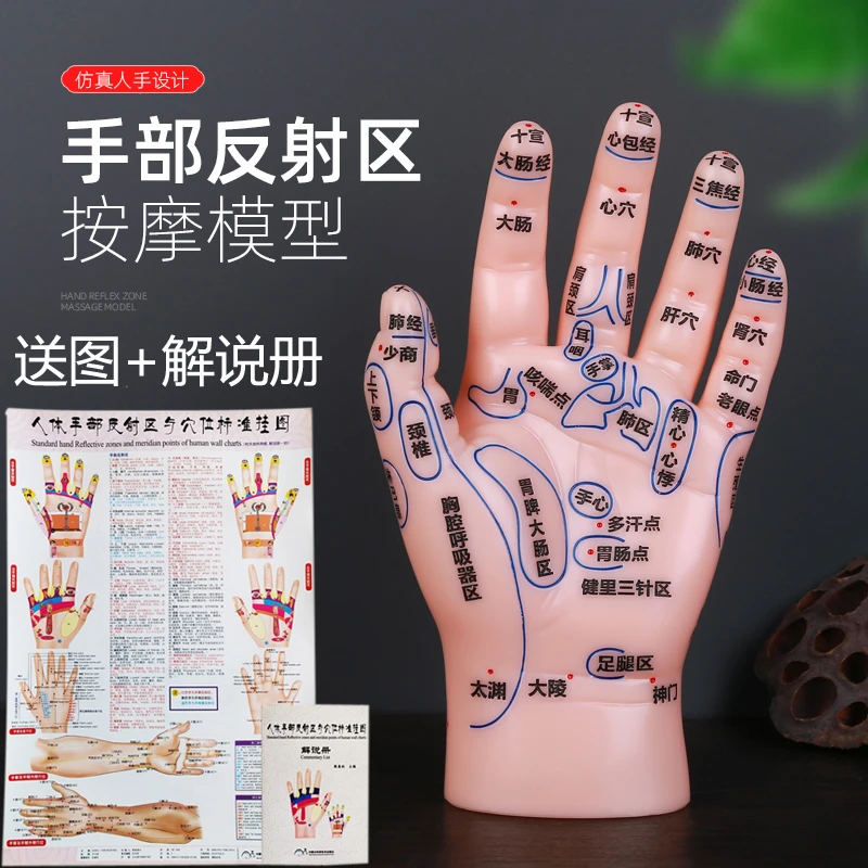 按摩手针灸手部反射区穴位模型（17cm大尺寸）刻字高清