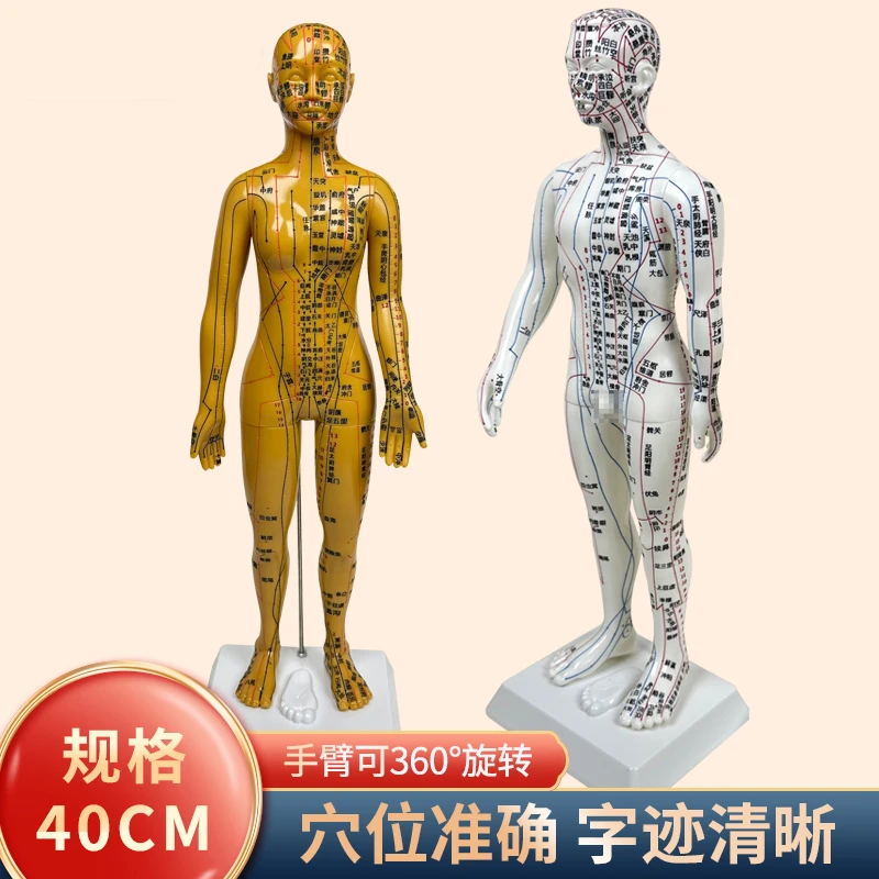 人体模型经络针灸穴位男女瑜伽刻字款全身中医按摩教学医学铜人模