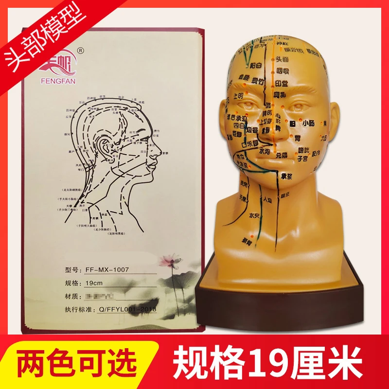 头部穴位模型推拿按摩教学练习模型面部经络穴位男女瑜伽铜人