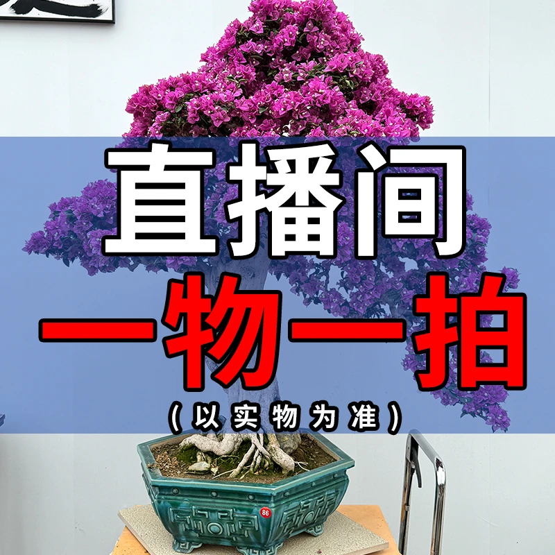 【2000-3000】三角梅盆景一物一拍
