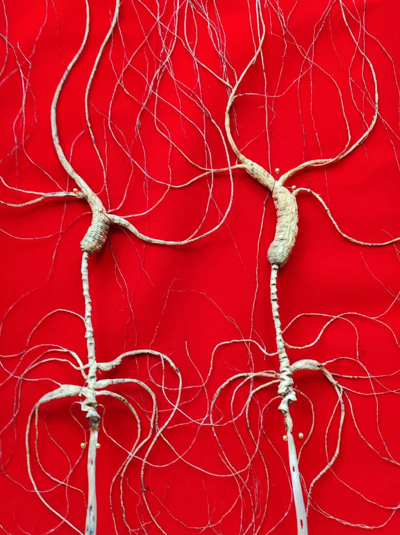 林下参改价链接 定制  鲜参 干参