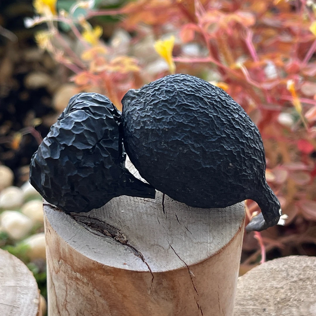 【西藏野生乌灵参】精选