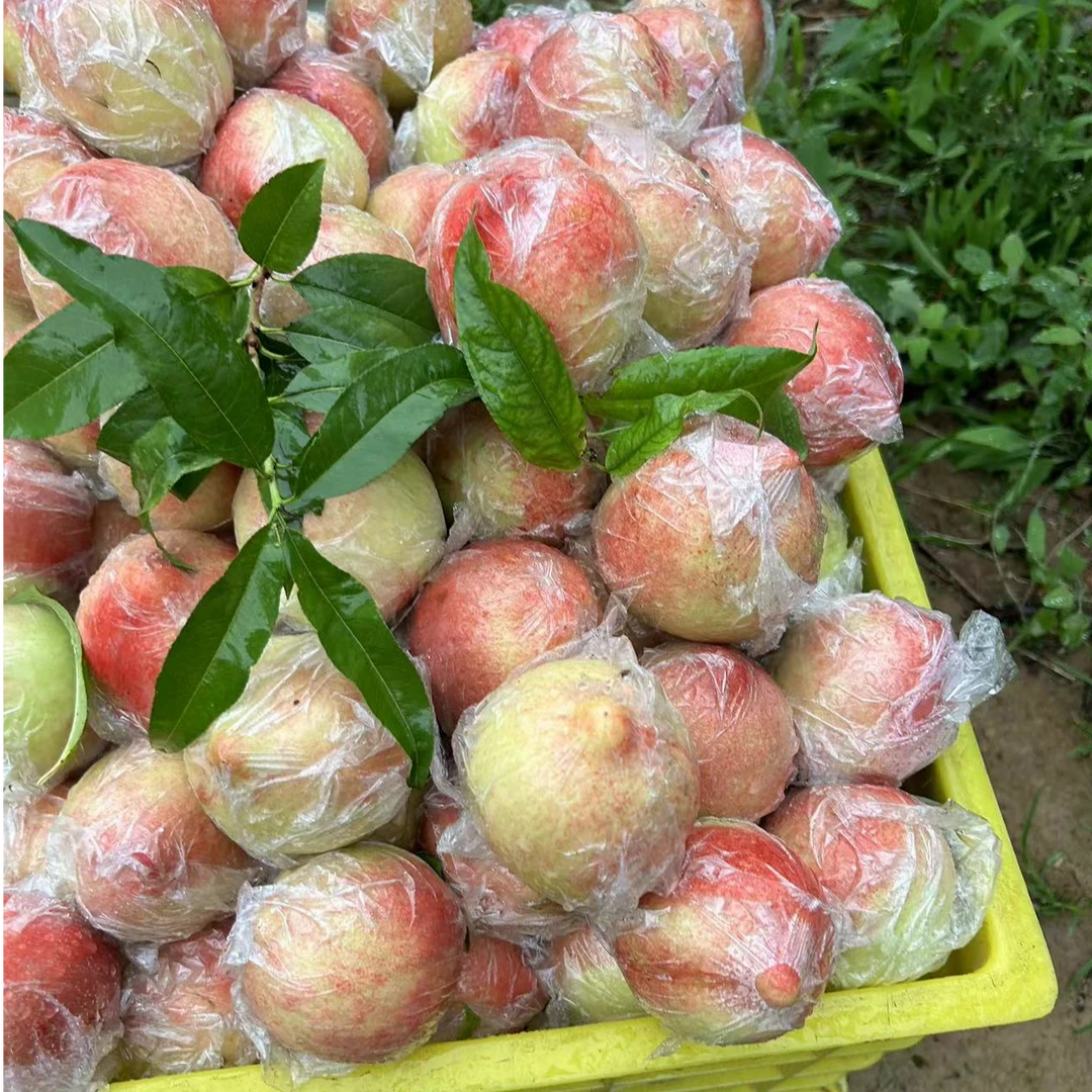 陇县北坡旱地离核甜油桃旱塬种植自然成熟脆甜多汁5斤装包邮