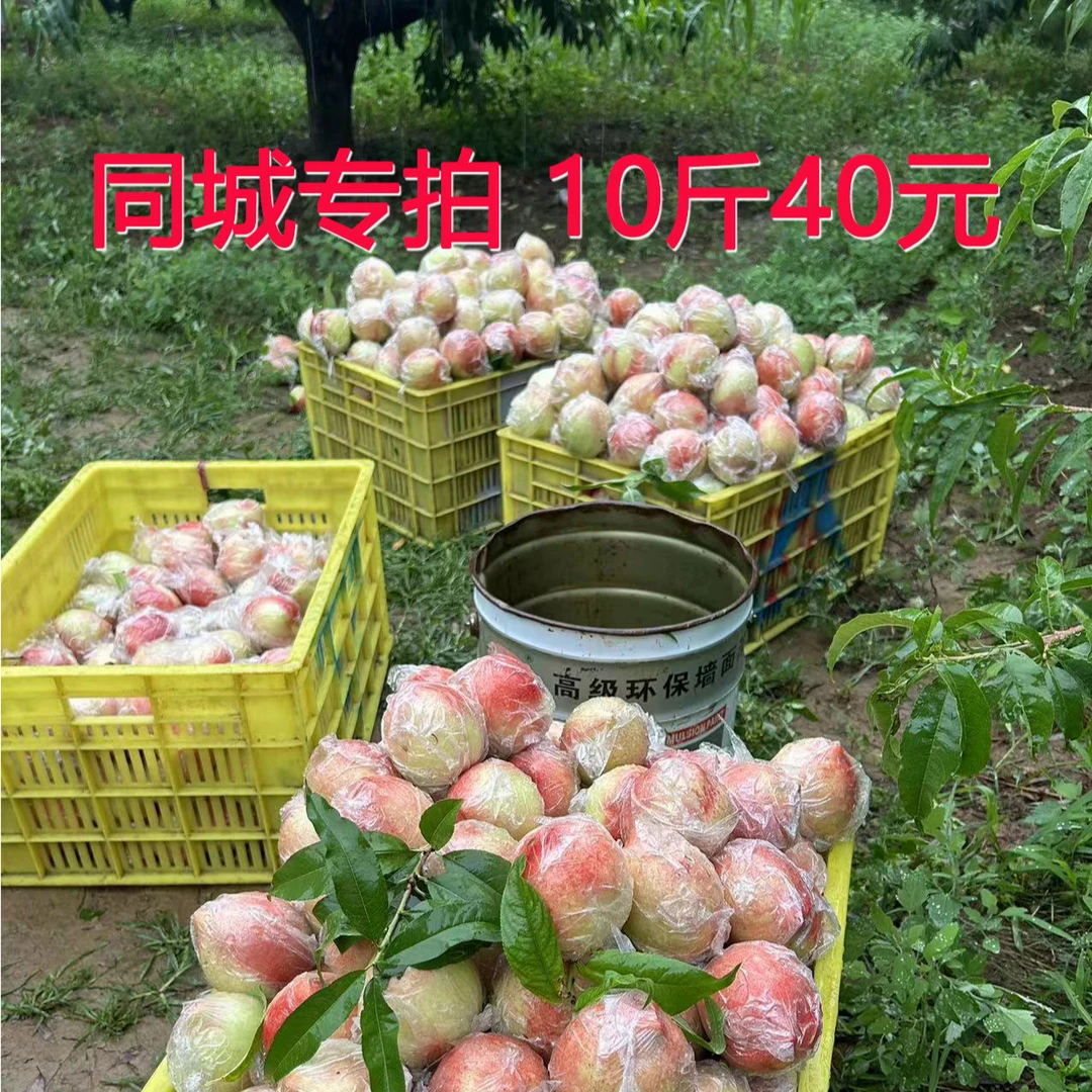 陇县北坡旱地离核甜油桃旱塬种植自然成熟脆甜多汁10斤装限同城