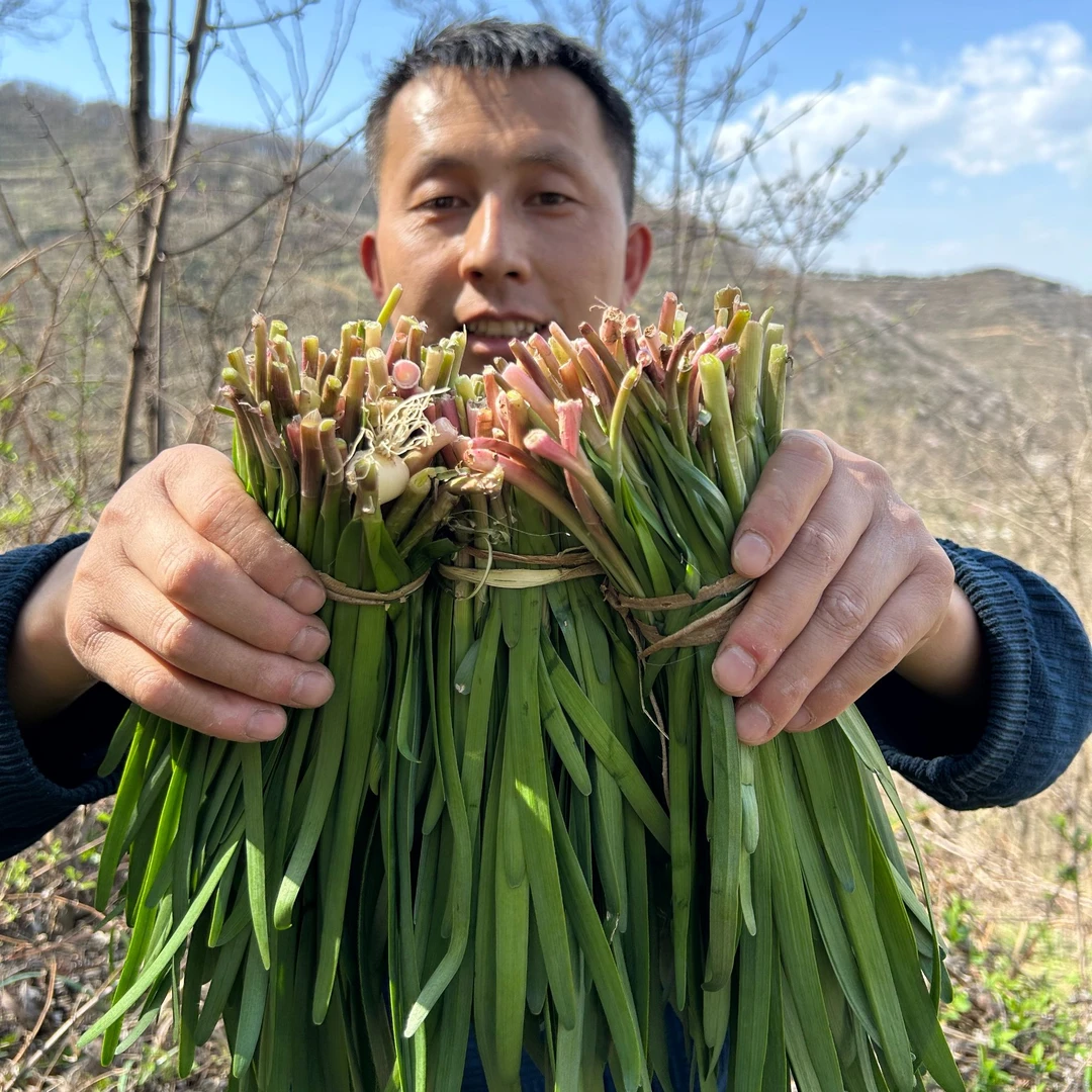 山韭菜野韭菜食用叶子菜韭菜根包邮