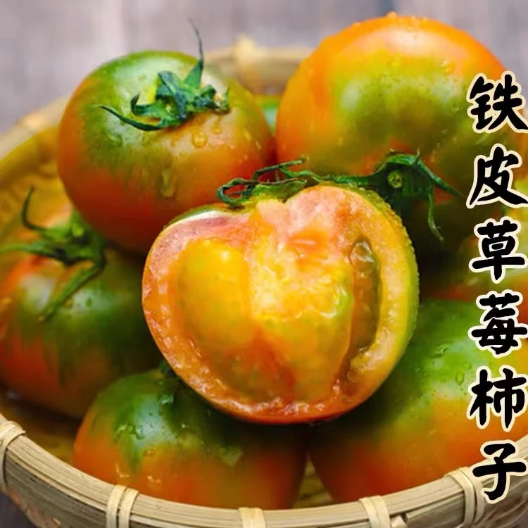 天津正宗老少皆宜铁皮西红柿新鲜老少皆宜采摘产地直发新鲜采摘