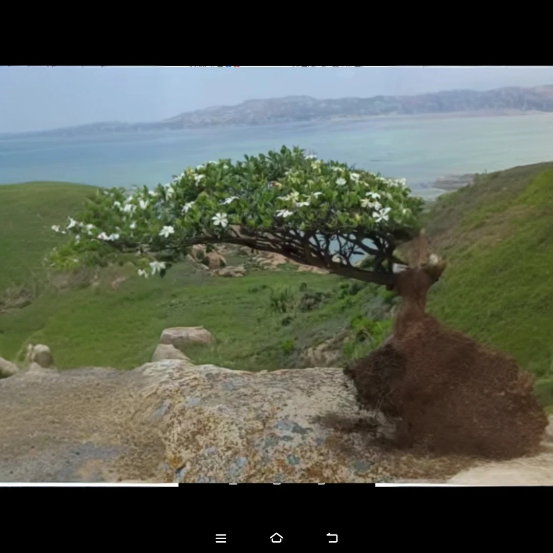 海岛春花，栀子花等。途中难免伤小枝小叶介意慎拍偏远地区不包邮。