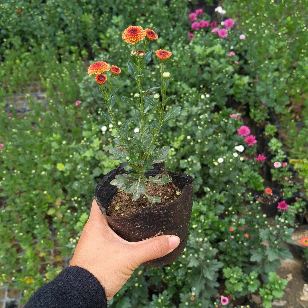 时光屿花 切花菊中苗10盆10色混色