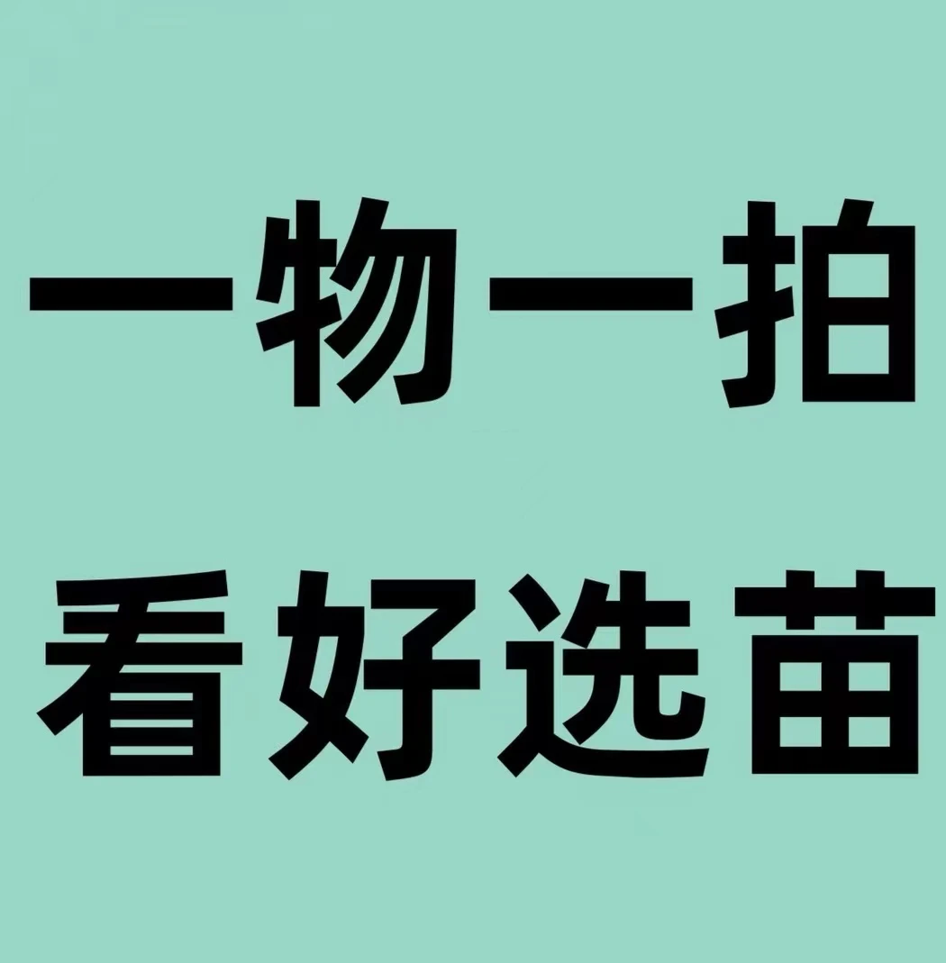 一物一拍 盆栽地载