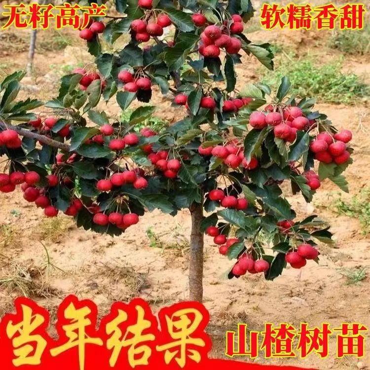 山楂树活苗大金星大五棱苗甜红子黄山楂嫁接歪把红果苗山里红树苗