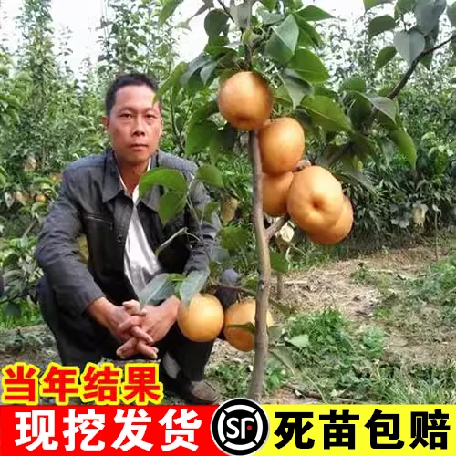秋月梨树果苗嫁接苗翠冠梨砀山梨苗雪梨香梨树苖特大庭院种植活苗
