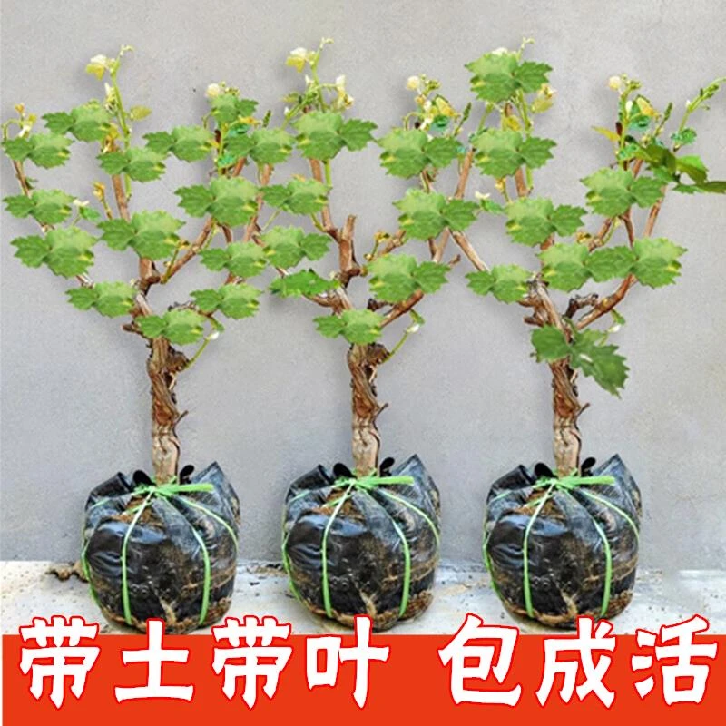 葡萄树苗特大巨峰无籽阳光玫瑰葡萄苗蓝宝石南爬藤北方种当年结果