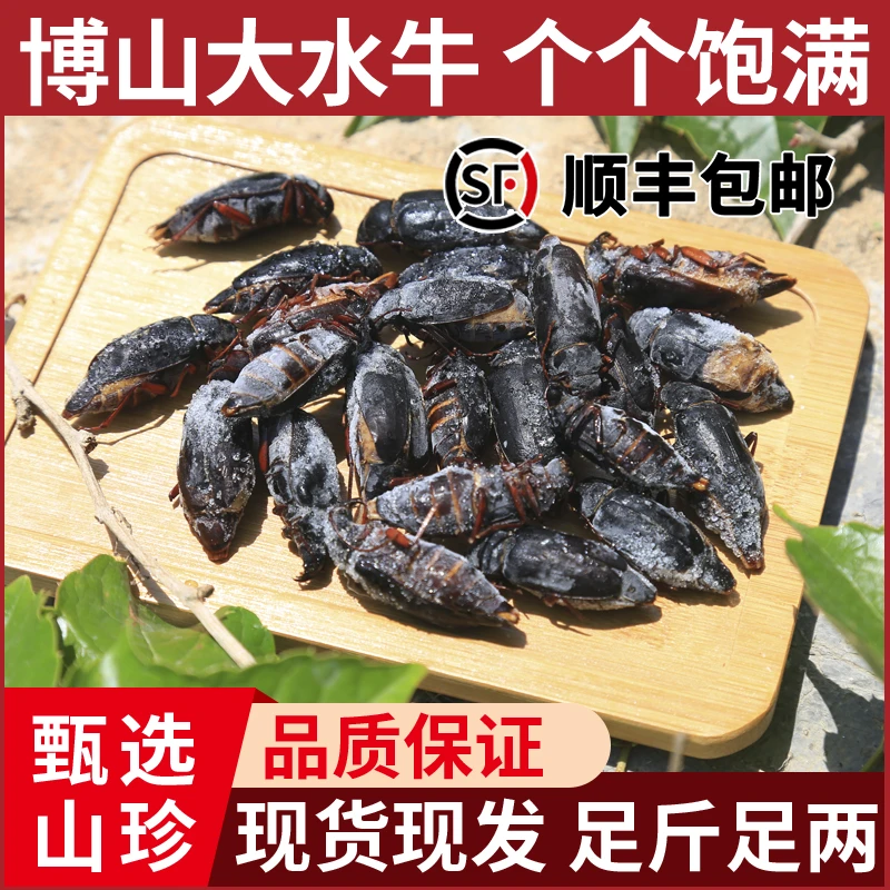 甄选新鲜大山水牛批发可食用昆虫山虫牛山山牛水牛子公母鲜活冷冻