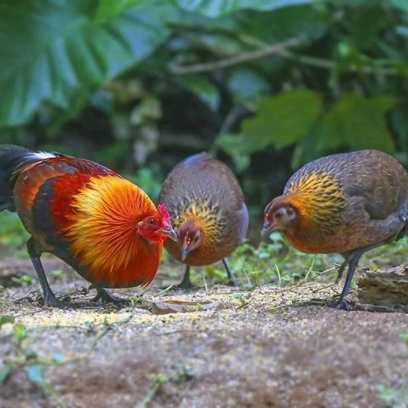 广西散养茶花鸡，整鸡包邮