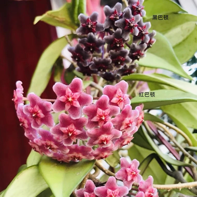 黑巴顿红巴顿球兰室内绿植阳台花卉垂吊植物稀有品种