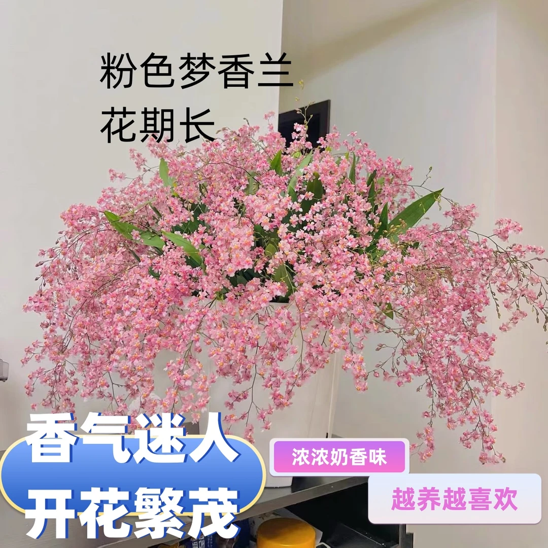 梦香兰奶油迷你文心兰盆栽室内窗台易养观花植物花卉盆栽懒人