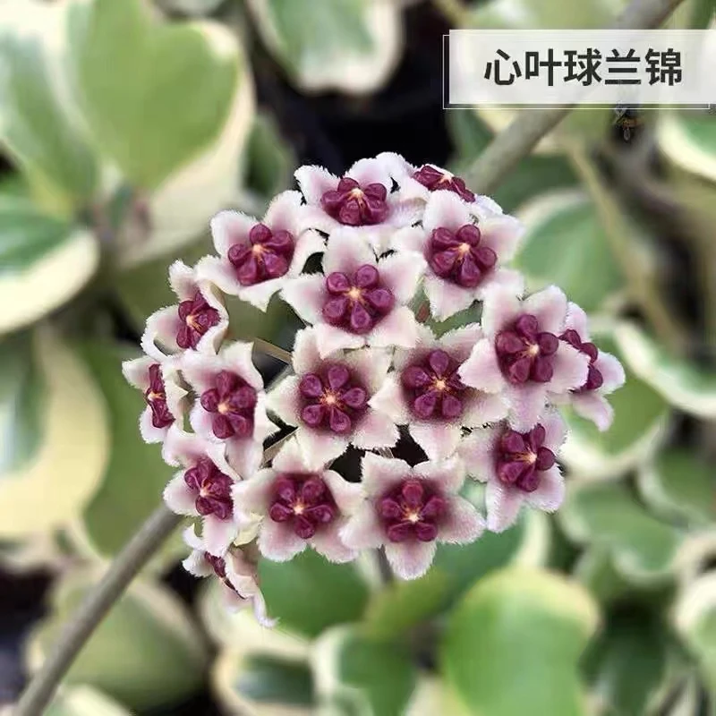 心叶外锦内锦 银斑心叶球兰网红可爱多年生藤蔓植物室内耐旱好养