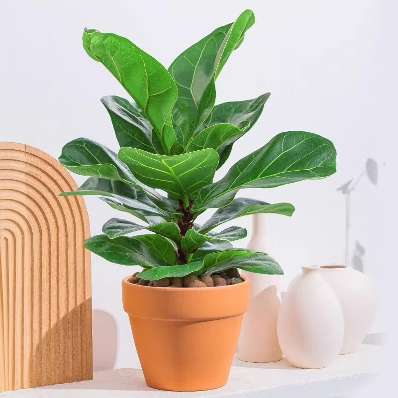 琴叶榕盆栽 植物客厅观叶办公室喜阳绿植好养活北欧四季常青