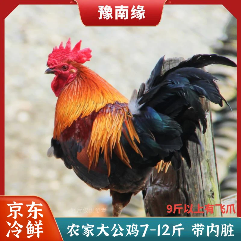 农家大公鸡⭐️走地黄爪土鸡杀后净重7-12斤含内脏京东冷链包邮
