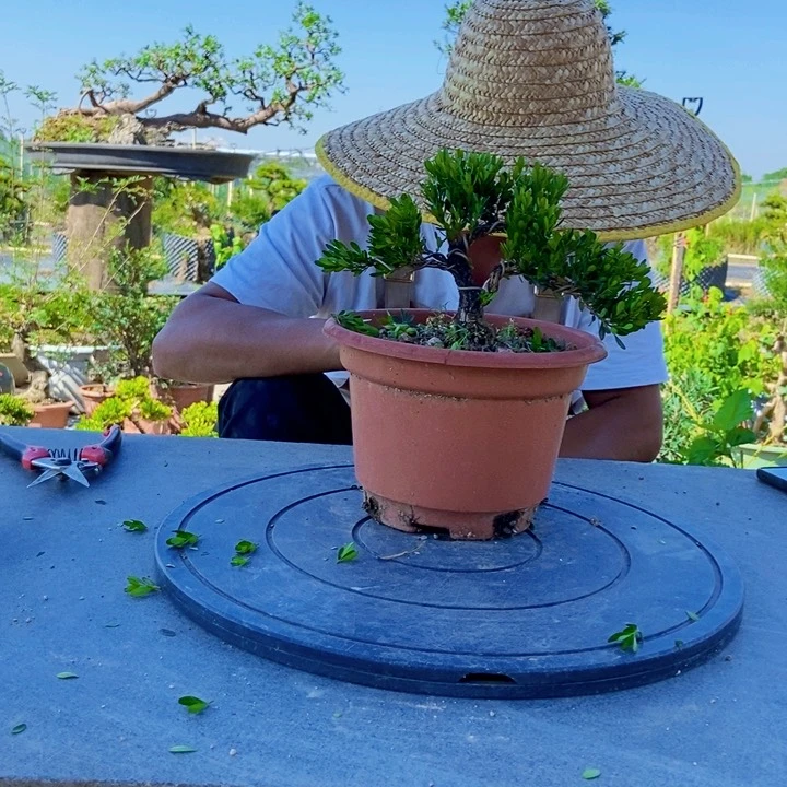 黄杨盆景四季常青不落叶R**e