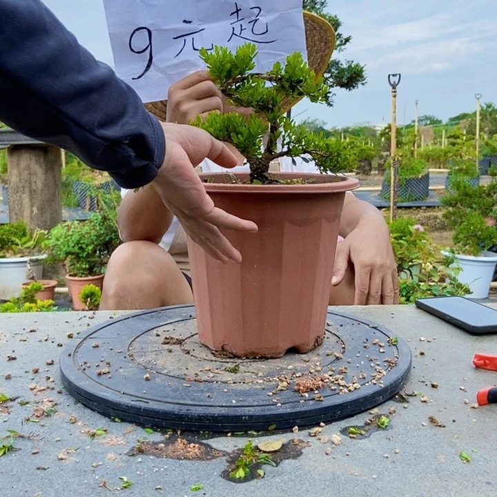 黄杨盆景四季常青不落叶用****6