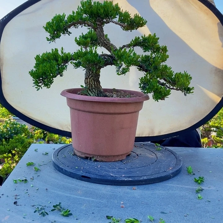 黄杨盆景四季常青不落叶用****0