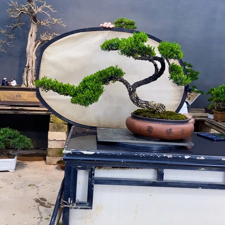 黄杨盆景四季常青不落叶