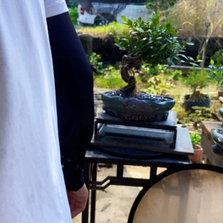 黄杨黄杨盆景四季常青