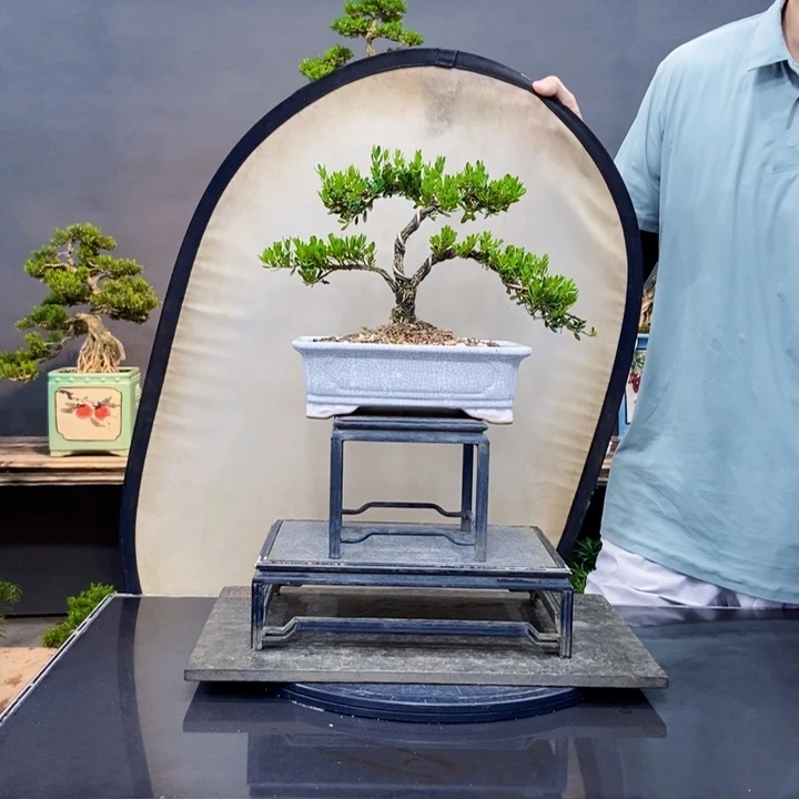 黄杨黄杨盆景四季常青