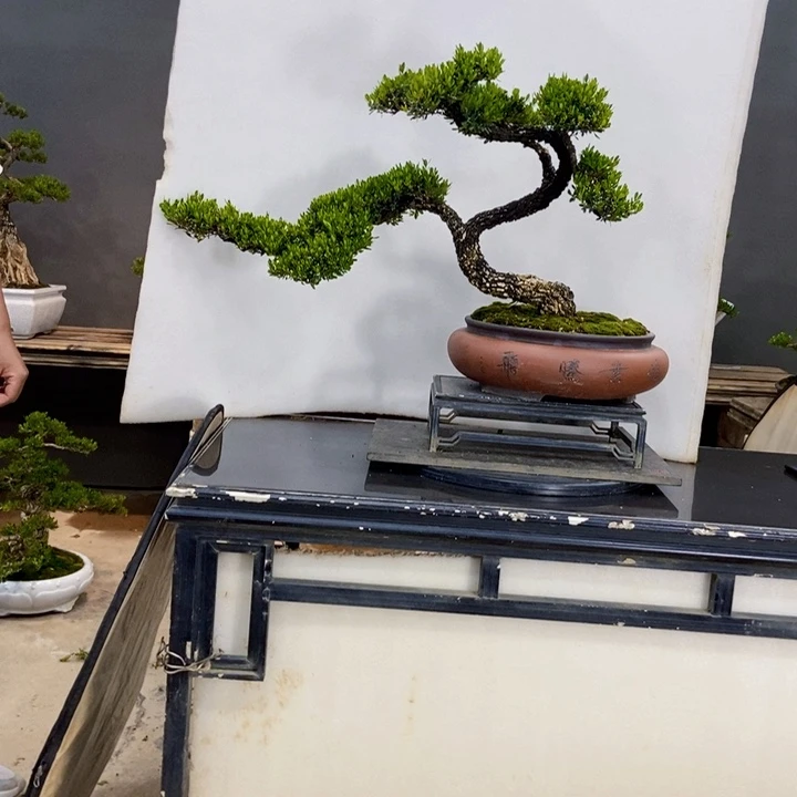 黄杨盆景四季常青不落叶