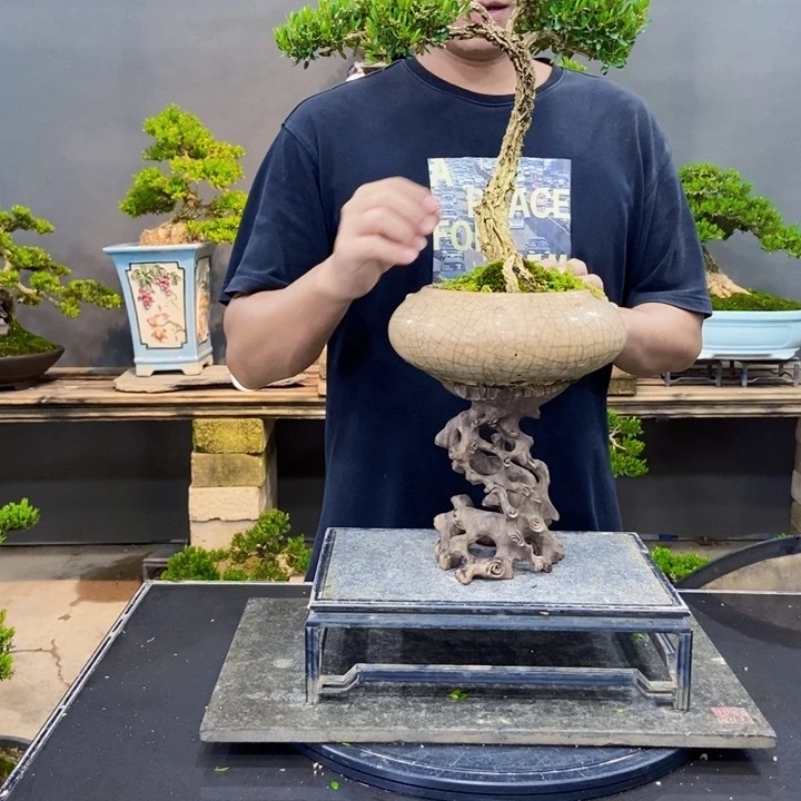 去*理黄杨盆景四季常青