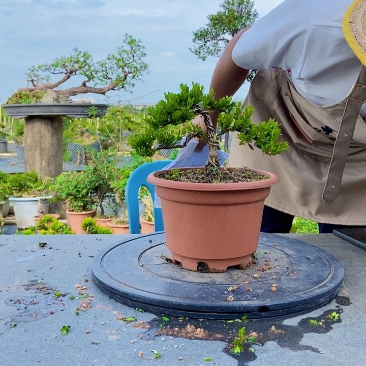 黄杨盆景四季常青不落叶新****哥