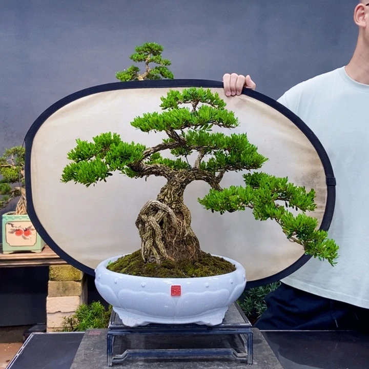 黄杨黄杨盆景四季常青