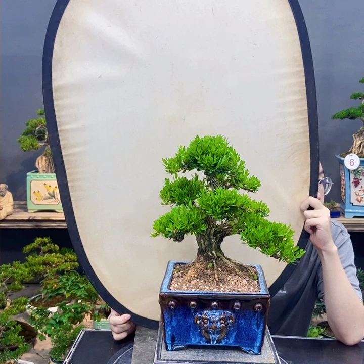 黄杨盆景四季长青黄杨盆景四季长青