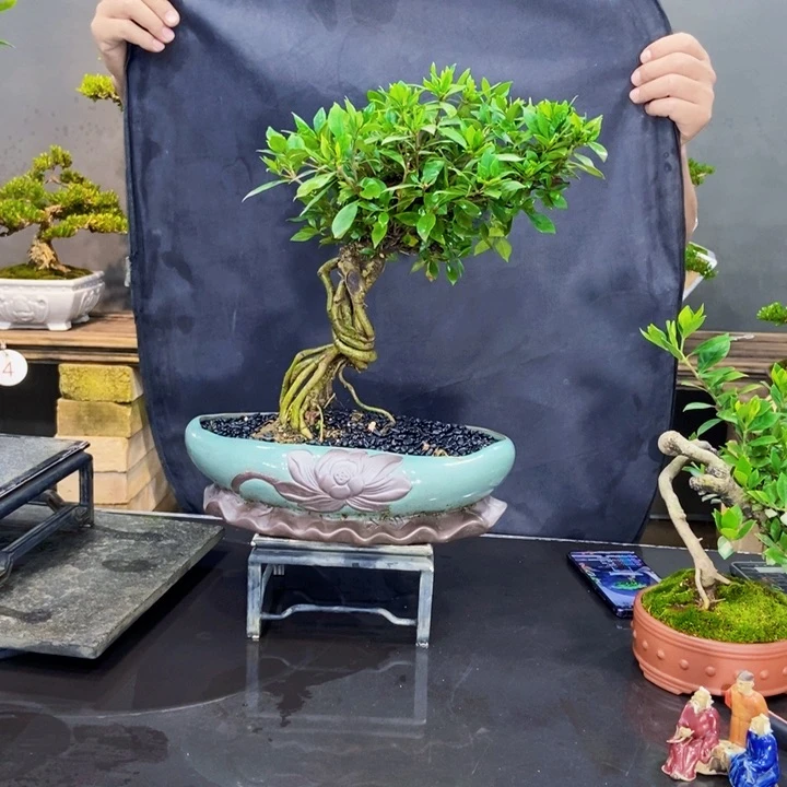 黄杨盆景四季常青不落叶馥****?