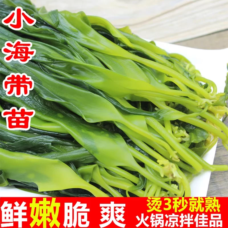 新疆包邮海带苗嫩新鲜小海带芽盐渍嫩苗凉拌火锅头茬方便鲜香