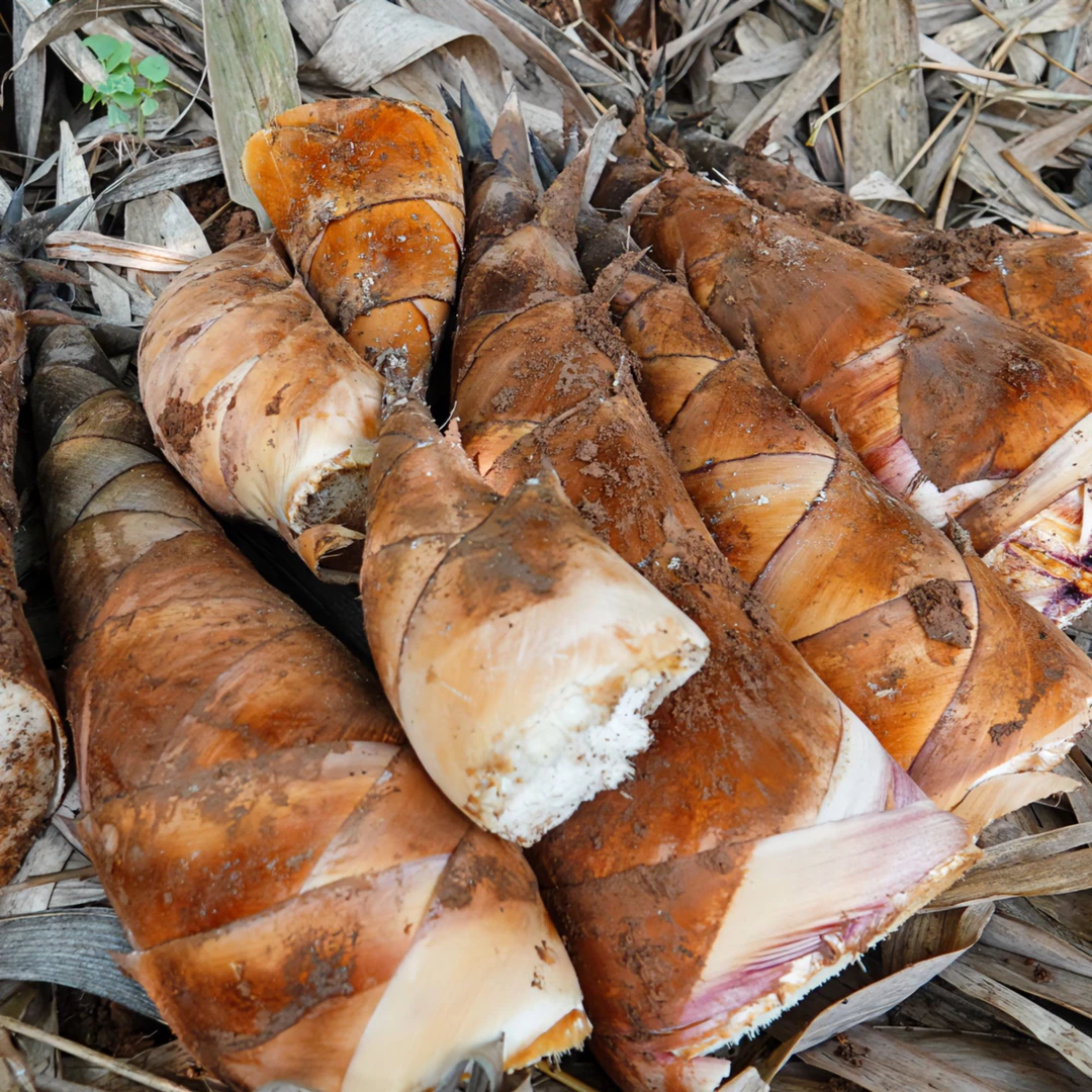 曼歇甜龙笋/云南优质农产品/生吃/刺身/普洱/甜笋/低卡/煲汤/煮鸡